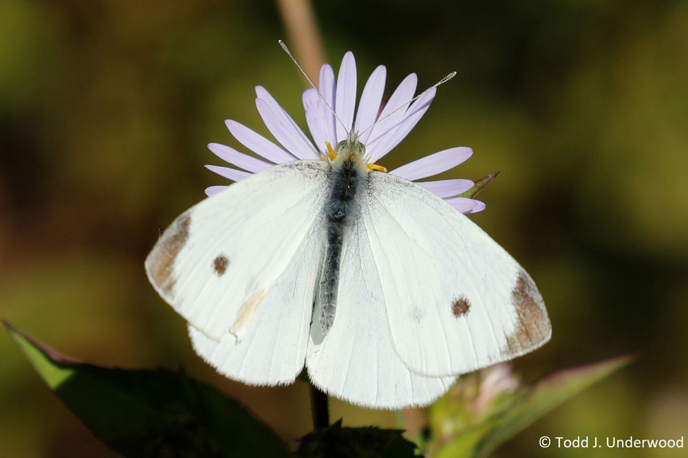Dorsal view of a male Cabbage White