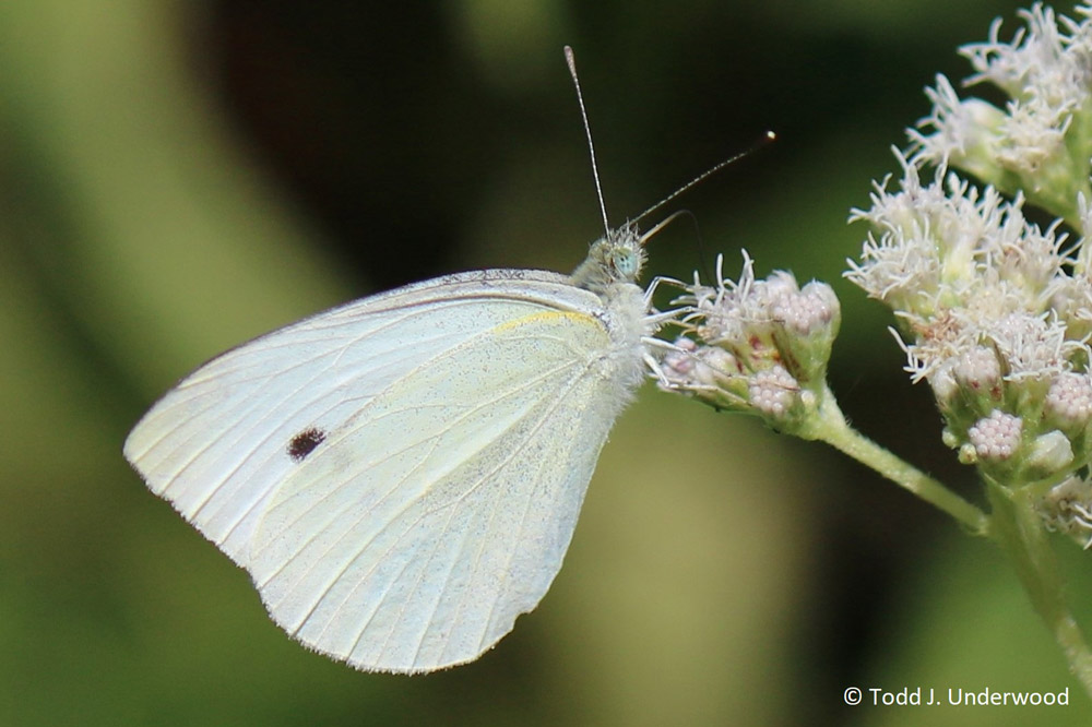 Ventral view of a Cabbage White