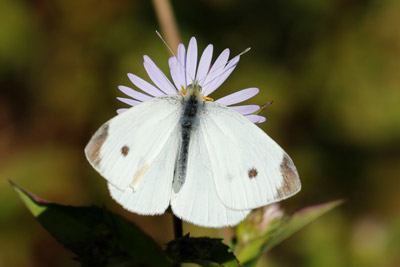 Cabbage White