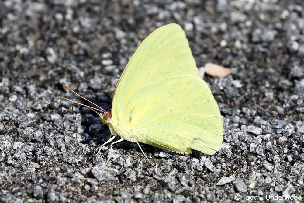 Ventral view of a Cloudless Sulphur.