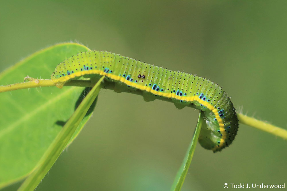 Cloudless Sulphur caterpillar on Wild Senna (Senna hebecarpa)