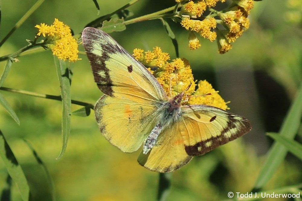 Dorsal view of a female Orange Sulphur from August 31, 2019