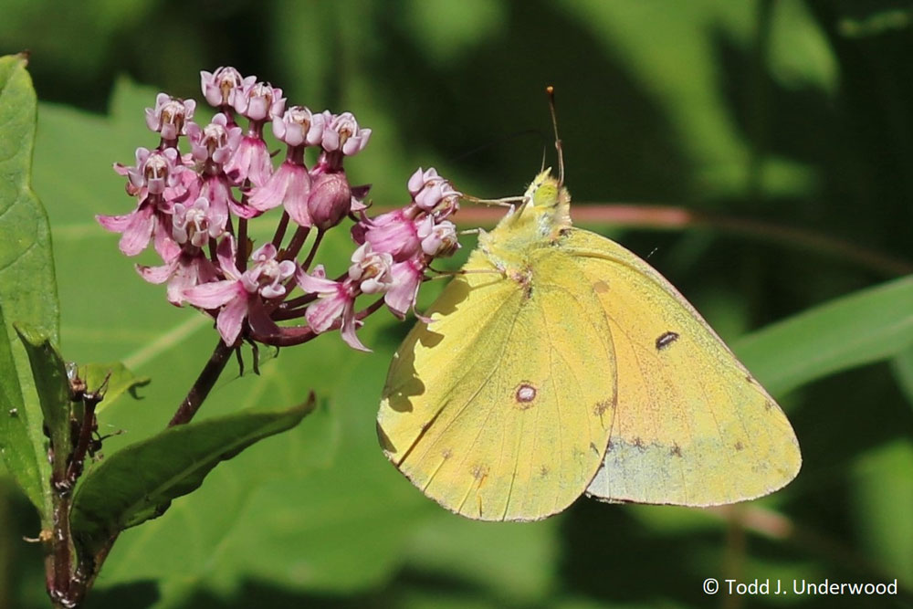 Ventral view of an Orange Sulphur from August 11, 2019