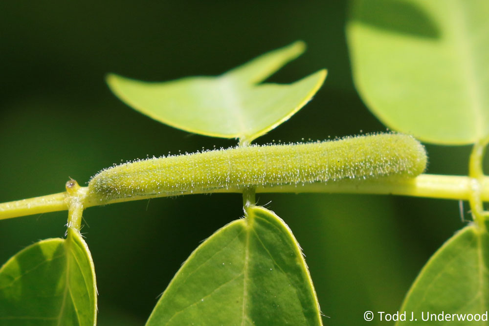 Sleepy Orange caterpillar on Wild Senna (Senna hebecarpa)