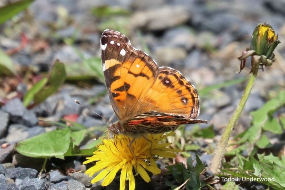 Dorsal view of an American Lady on Dandelion (Taraxacum officinale).