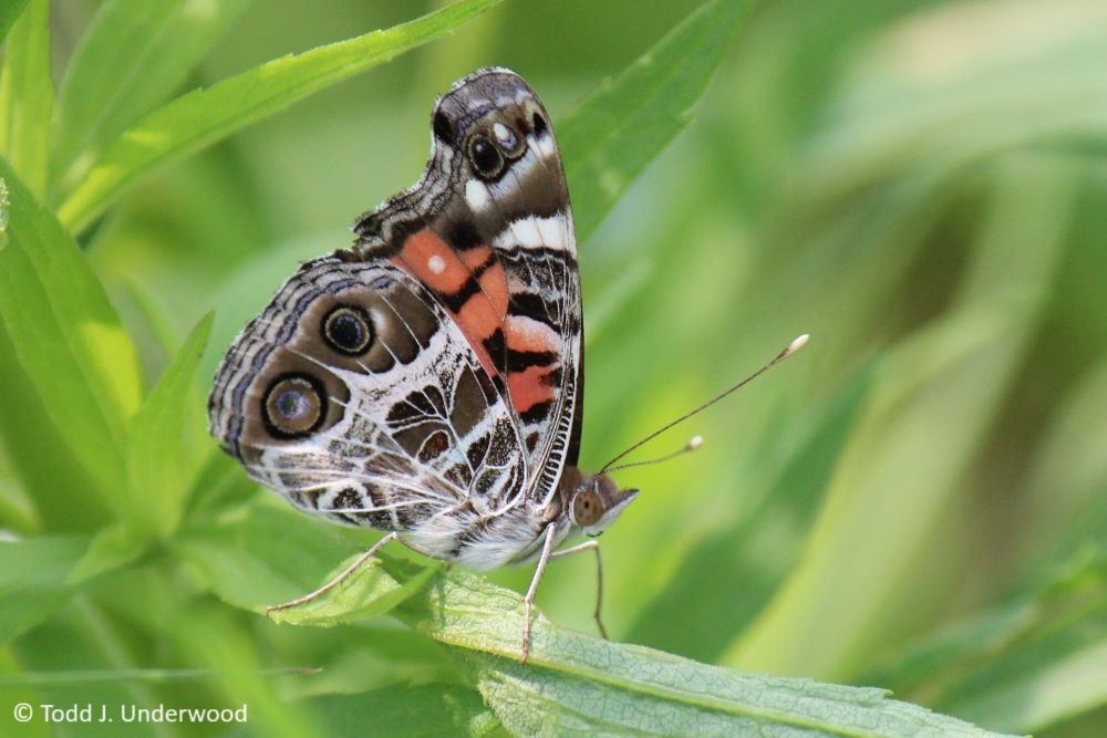 Ventral view of an American Lady.