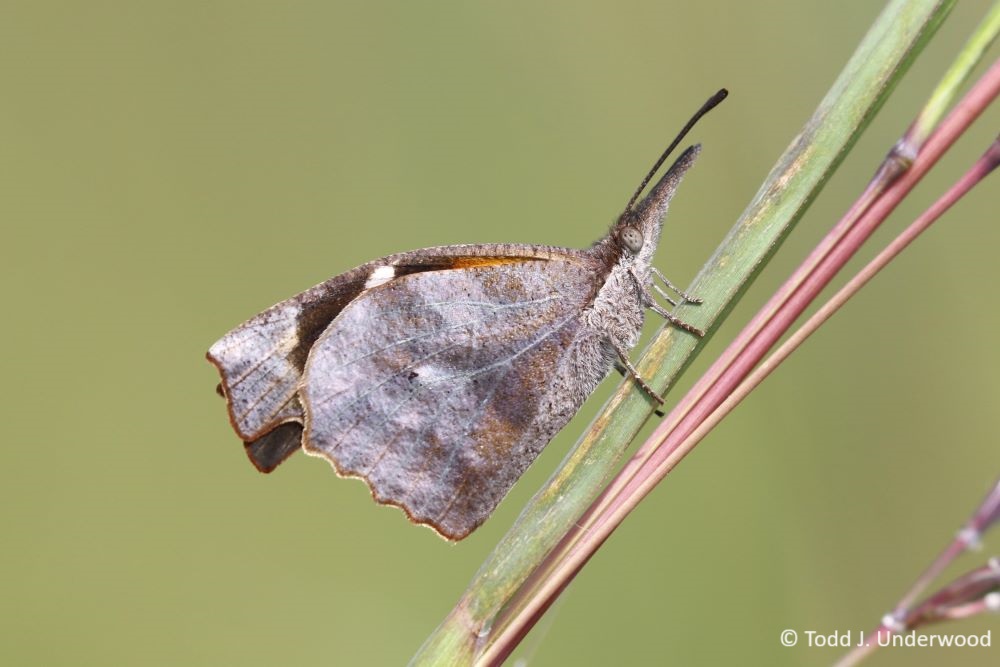 Ventral view of an American Snout. 