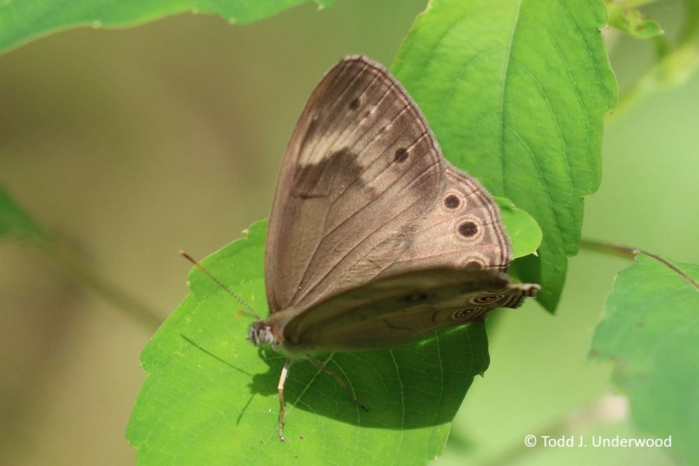 An Appalachian Brown with partially spread wings from 25 June 2020. 