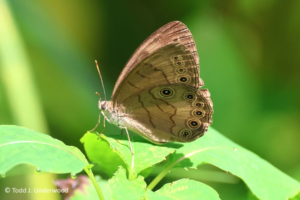Ventral view of an Appalachian Brown from 4 July 2023. 