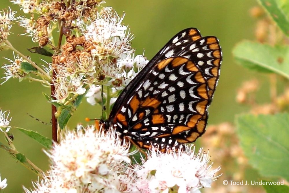 Ventral view of a of a Baltimore Checkerspot on Meadowsweet (Spirea alba).