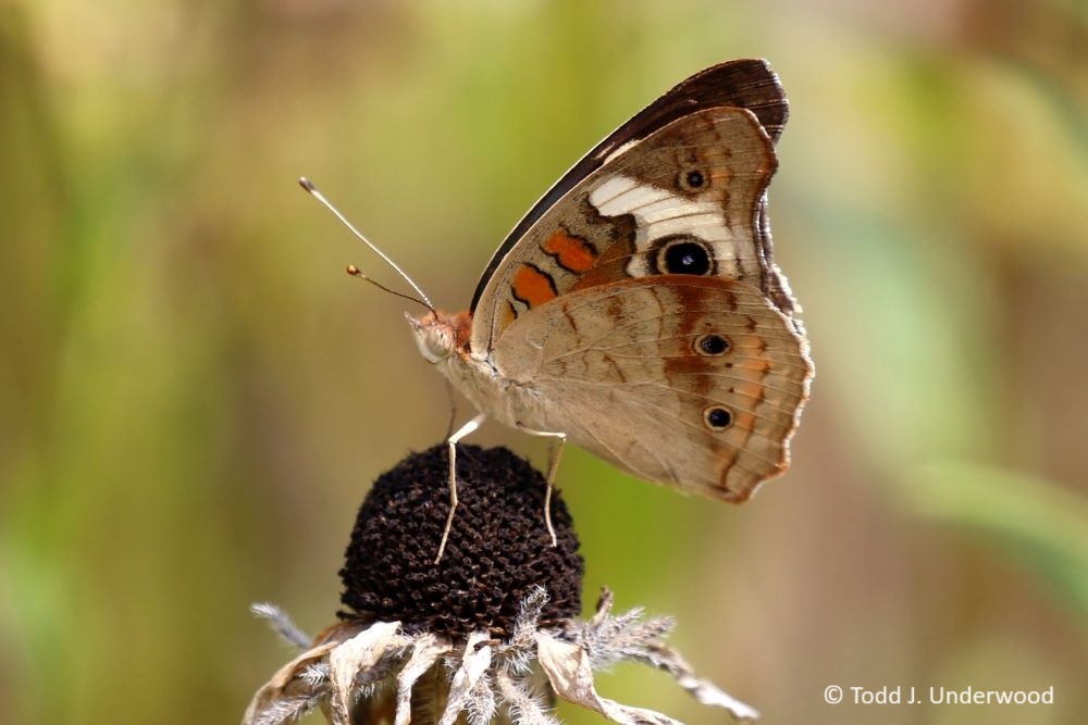 Ventral view of a Common Buckeye.