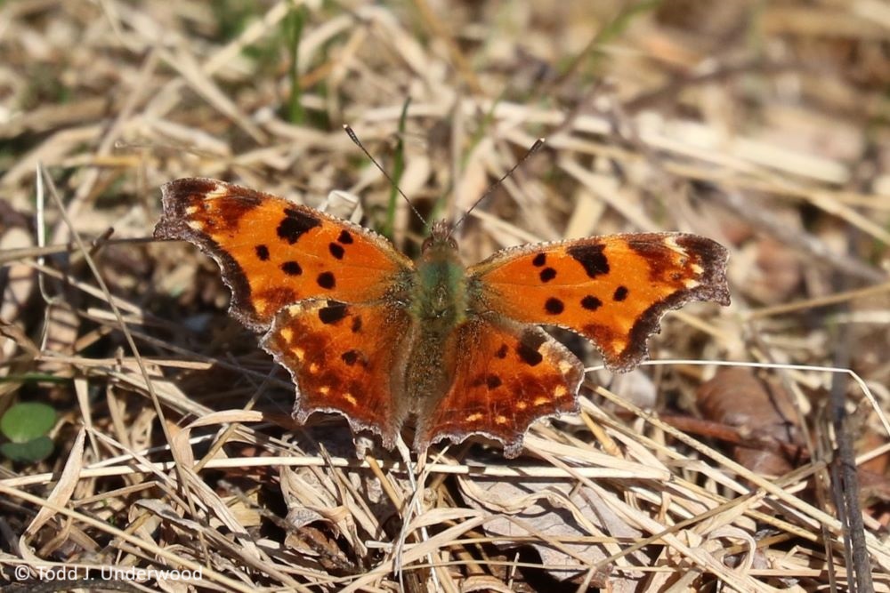 Dorsal view of an Eastern Comma from 9 March 2020.
