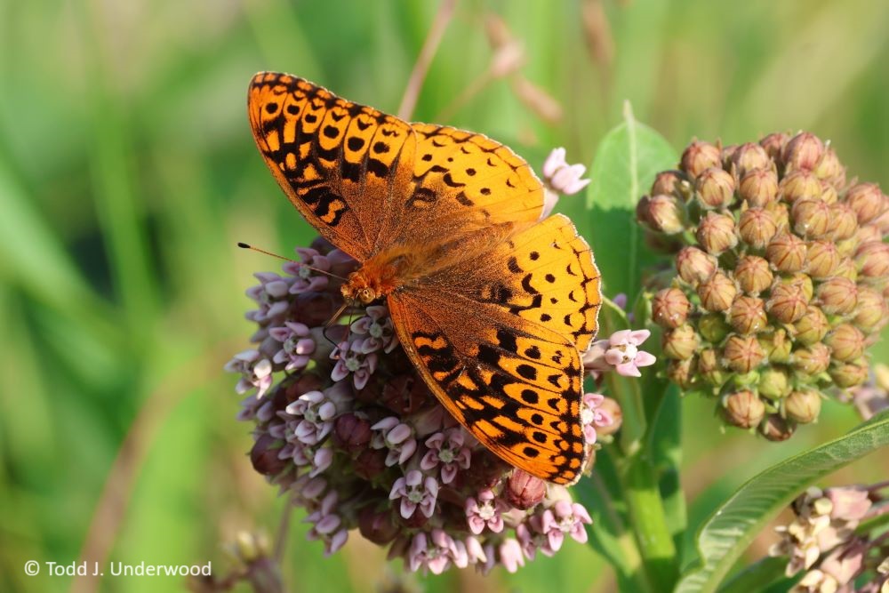 Dorsal view of a Great Spangled Fritillary on Common Milkweed (Asclepias syriaca).