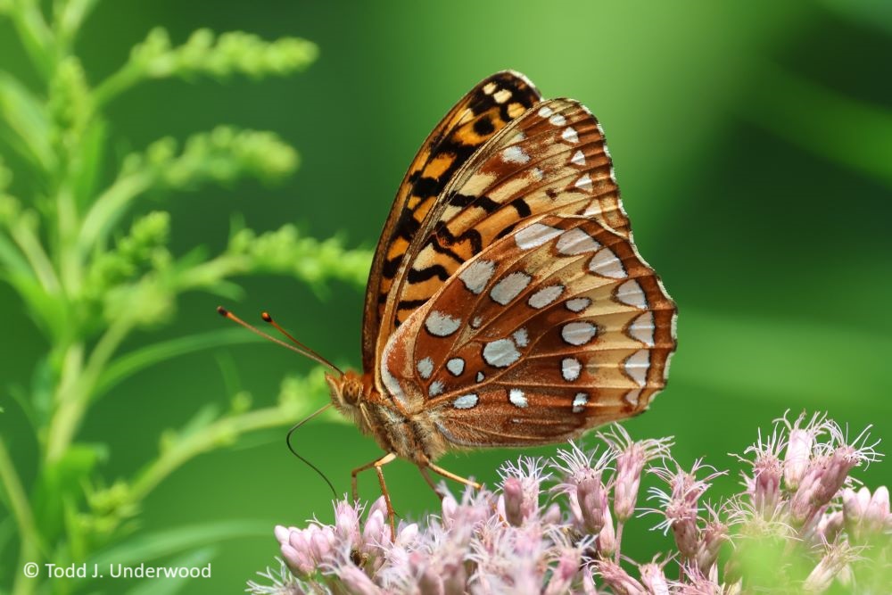 Ventral view of a Great Spangled Fritillary on Joe-pye Weed (Eutrochium spp.). 