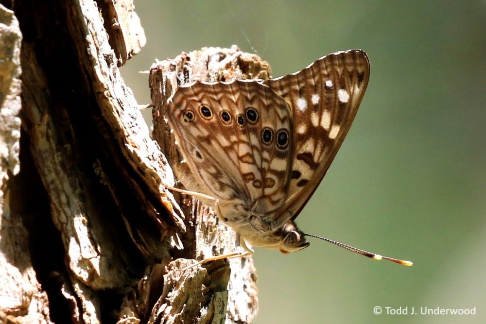 Ventral view of a Hackberry Emperor on 5 June 2021.