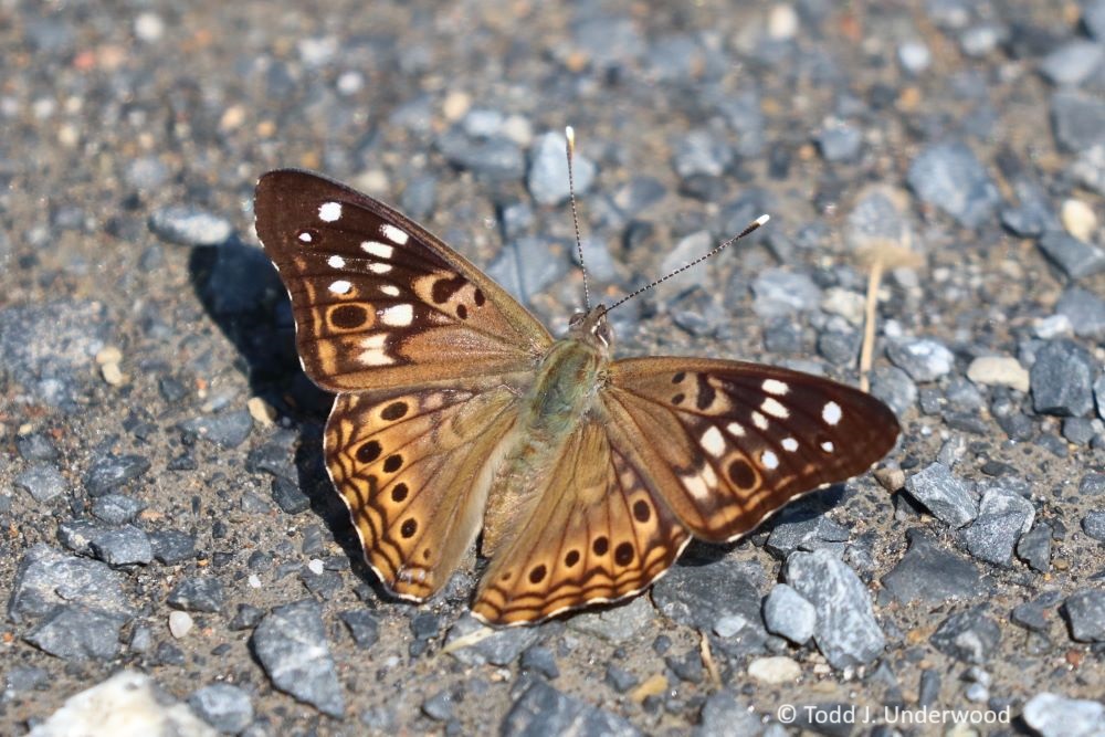 Dorsal view of a Hackberry Emperor. 