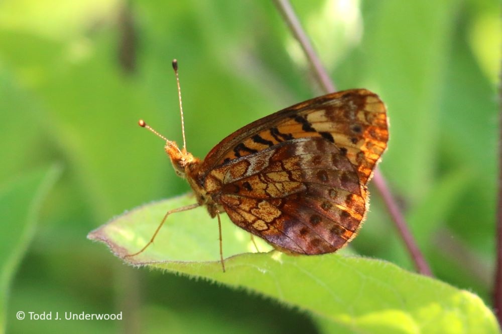 Ventral view of a Meadow Fritillary.