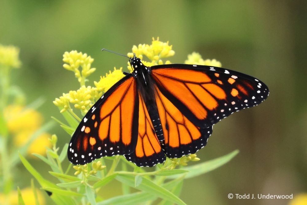 Dorsal view of a Monarch on Narrow-leaved Goldenrod (Euthamia graminifolia).