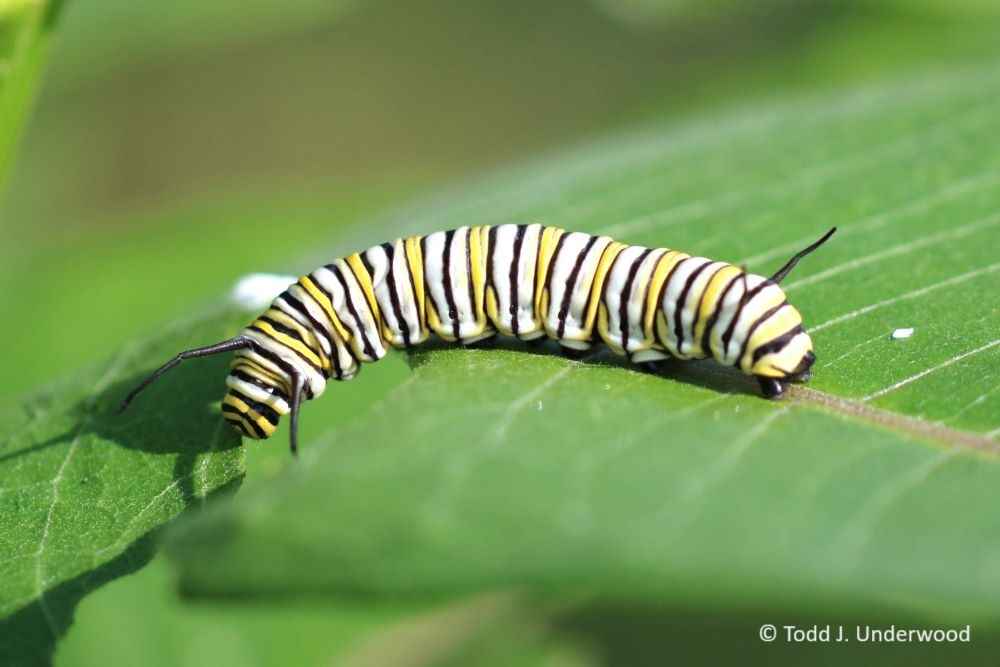 A Monarch caterpillar. 