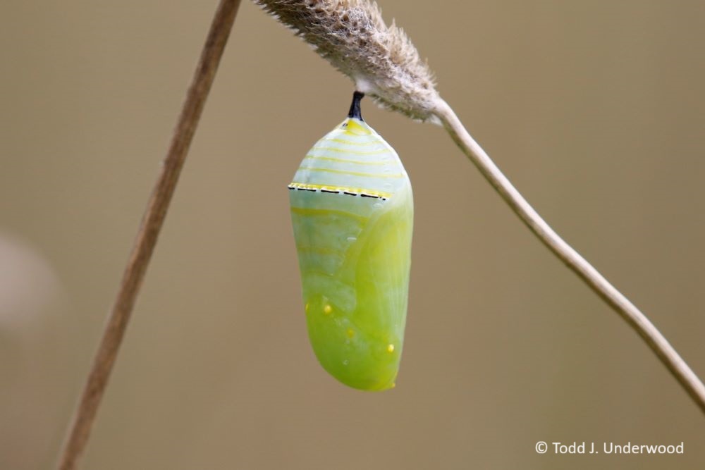 A Monarch chrysalis.
