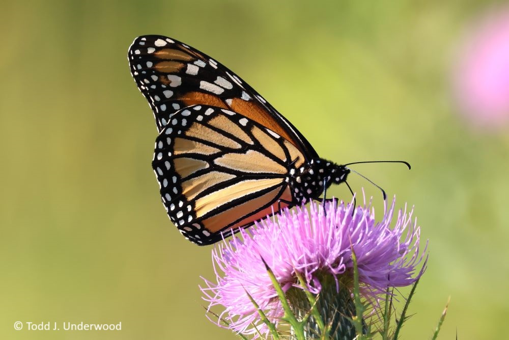 Ventral view of a Monarch from 3 September 2023 on Field Thistle (Cirsium discolor).