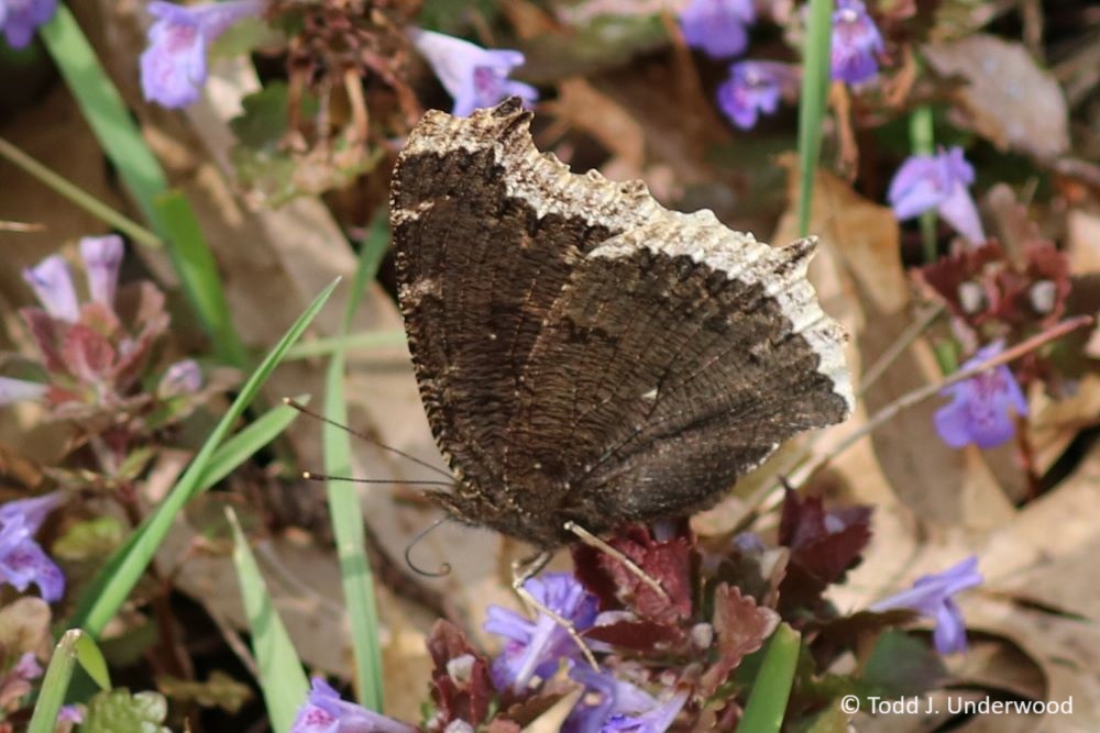 Ventral view of a Mourning Cloak from 25 April 2020.