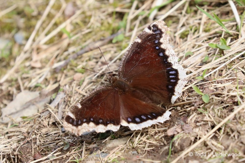 Dorsal view of a Mourning Cloak from 28 April 2020. 