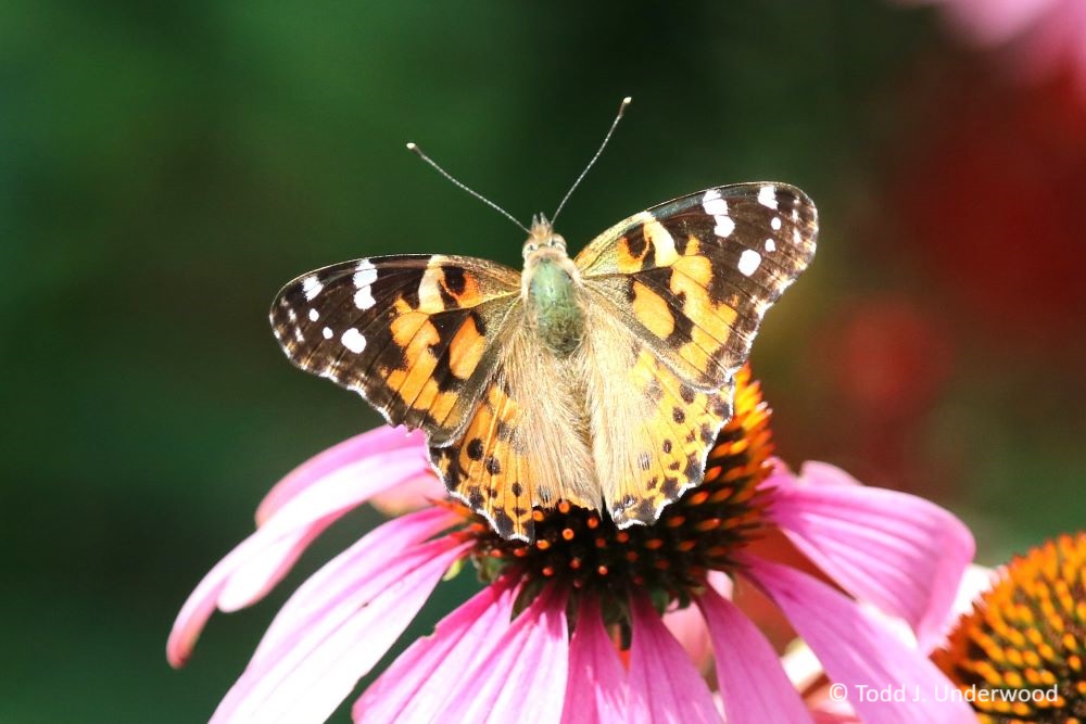 Dorsal view of a Painted Lady from 3 August 2019 on Purple Coneflower (Echinacea purpurea)