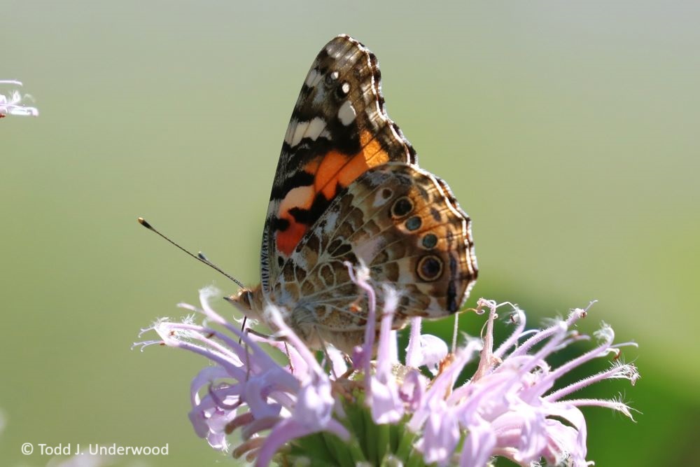 Ventral view of a Painted Lady from 4 August 2019 Wild Bergamot (Monarda fistulosa). 