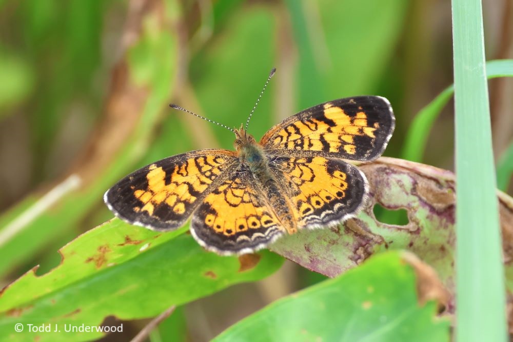 Dorsal view of a Pearl Crescent. 