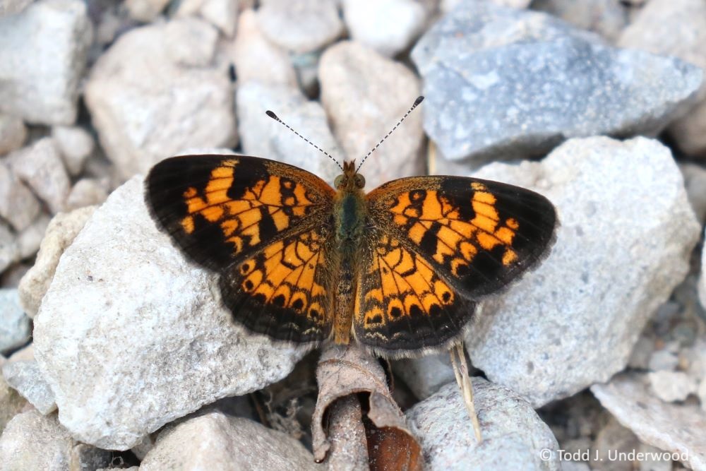 Dorsal view of a Pearl Crescent. 