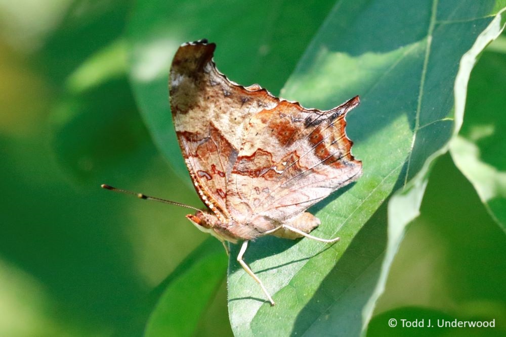 Ventral view of a Question Mark from 27 July 2021.