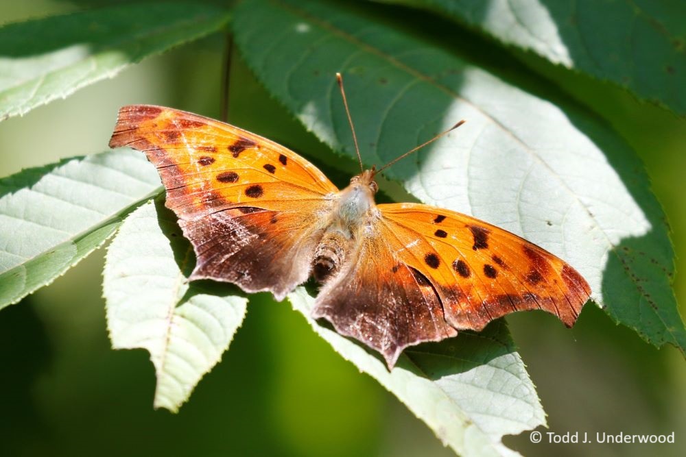 Dorsal view of a Question Mark from 5 August 2020.