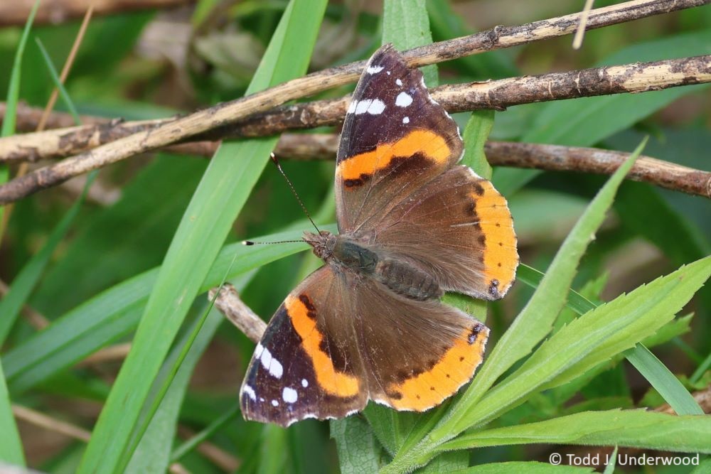 Dorsal view of a Red Admiral.