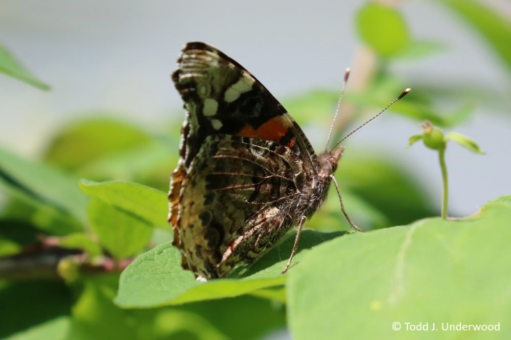Ventral view of a Red Admiral.