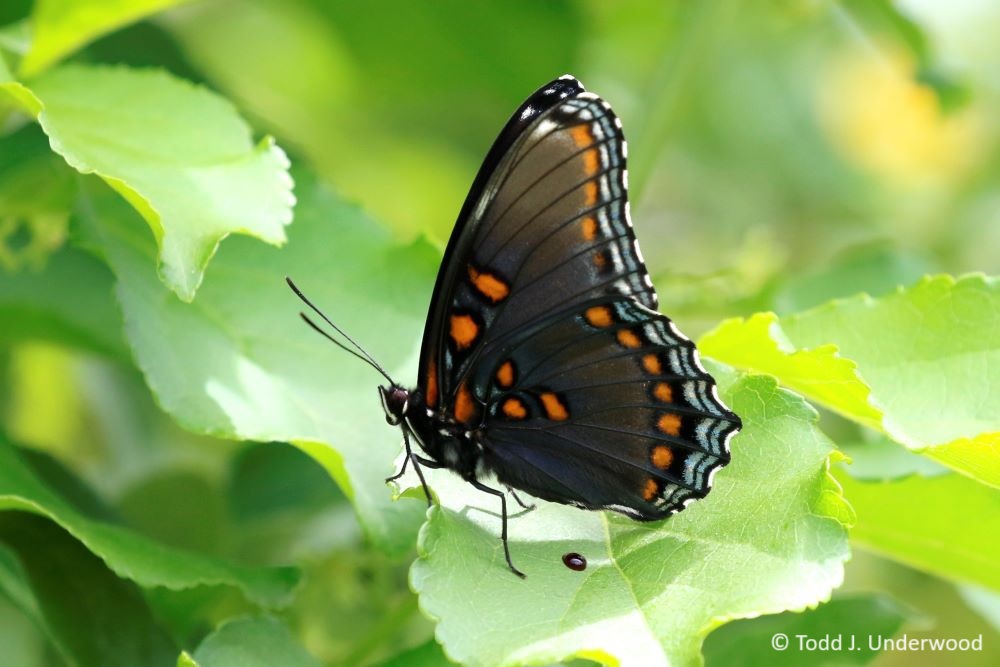 Ventral view of a Red-spotted Purple.