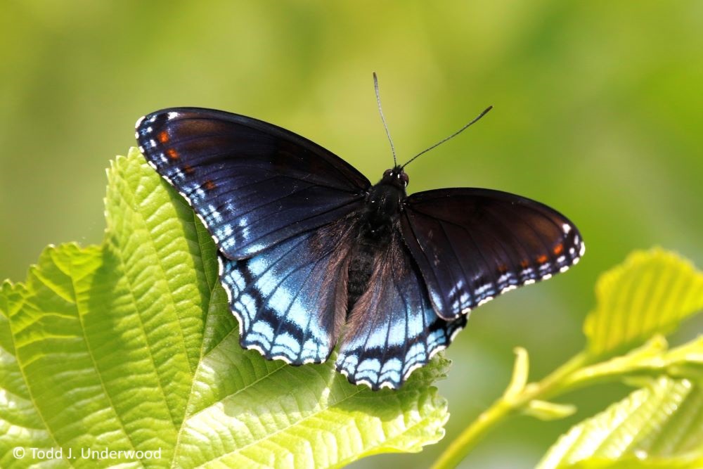Dorsal view of a Red-spotted Purple.
