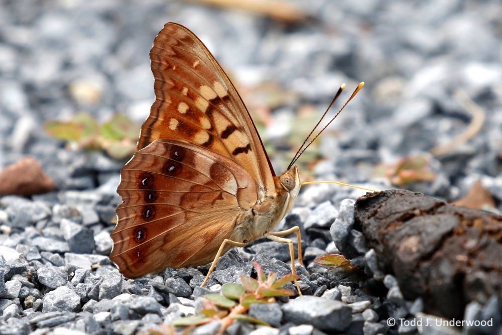 Ventral view of a Tawny Emperor puddling on dung. 