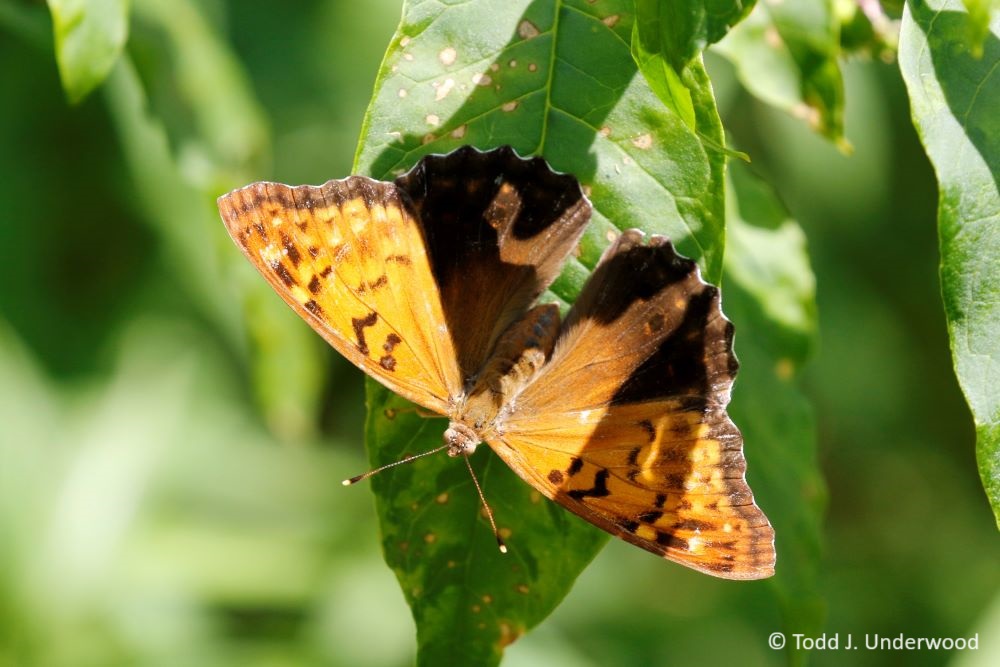 Dorsal view of a Tawny Emperor 5 August 2020.