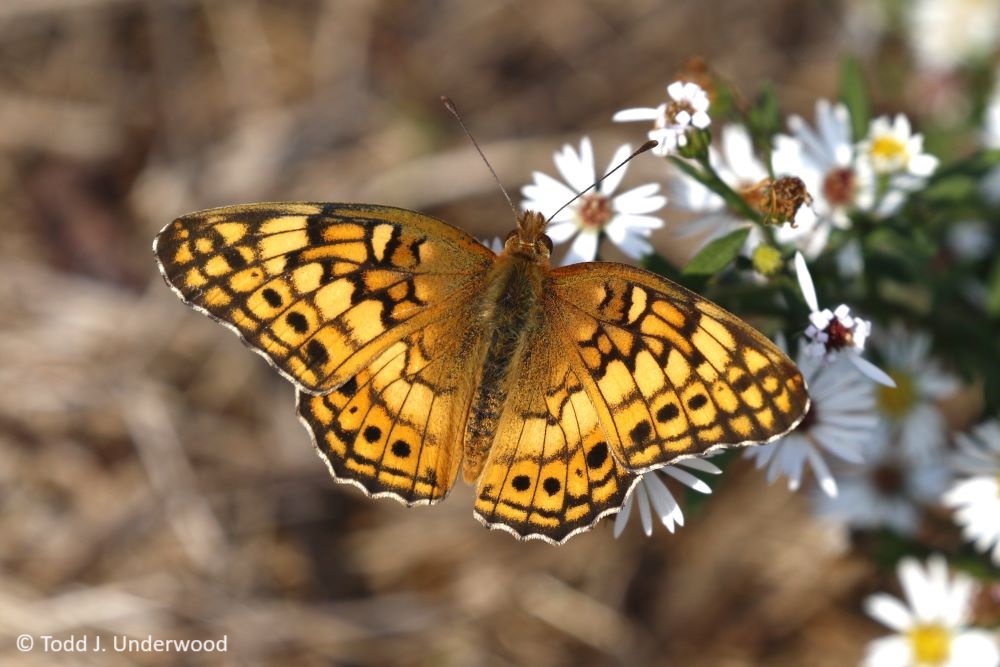 Dorsal view of a Variegated Fritillary on Aster (Symphotrichum species).