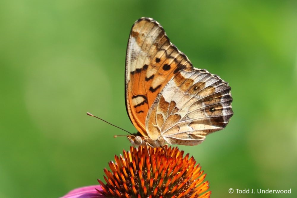 Ventral view of a Variegated Fritillary on Purple Coneflower (Echinacea purpurea). 