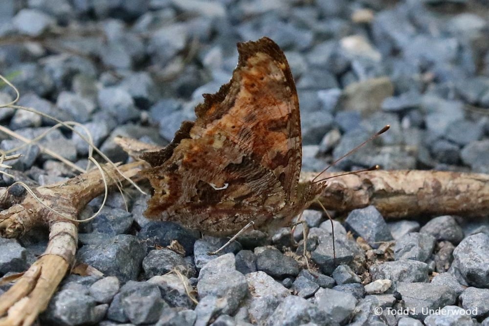 Ventral view of an Eastern Comma.