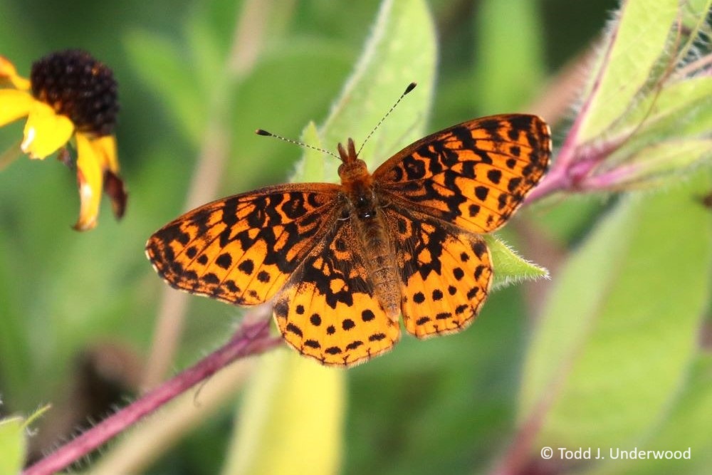 Dorsal view of a Meadow Fritillary on Brown-eyed Susan (Rudbeckia triloba).