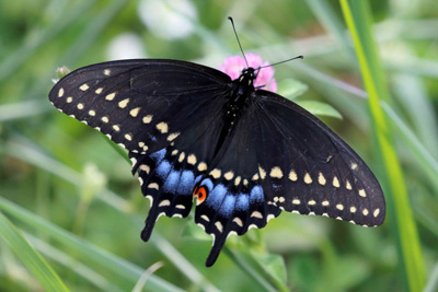 Black Swallowtail