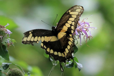 Giant Swallowtail