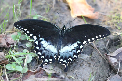 Spicebush Swallowtail