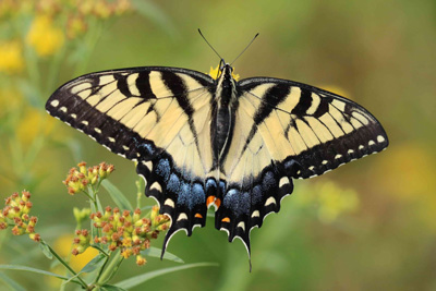 Tiger Swallowtail