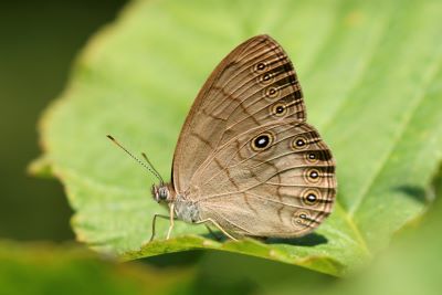 Appalachian Brown