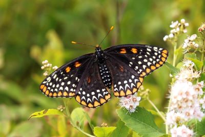 Baltimore Checkerspot