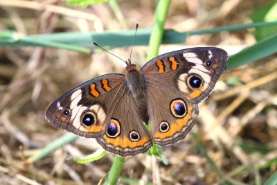 Common Buckeye